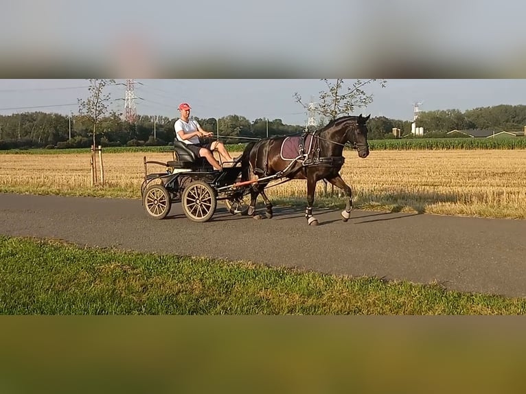 Oldenbourg Jument 7 Ans 169 cm Bai brun foncé in Ranst