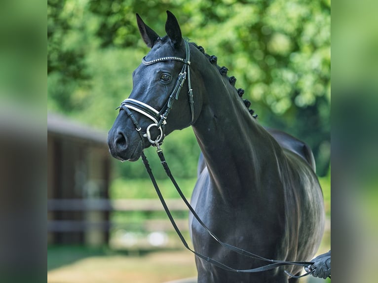 Oldenbourg Jument 7 Ans 169 cm Bai brun foncé in M&#xFC;nster