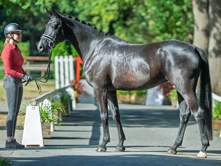 Oldenbourg Jument 7 Ans 169 cm Bai brun foncé in M&#xFC;nster
