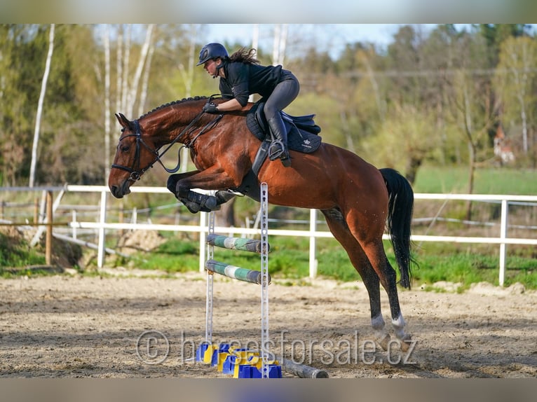 Oldenbourg Jument 7 Ans 169 cm Bai in Tabor