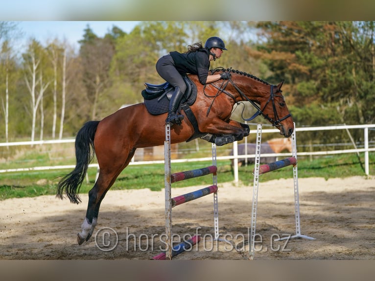 Oldenbourg Jument 7 Ans 169 cm Bai in Tabor