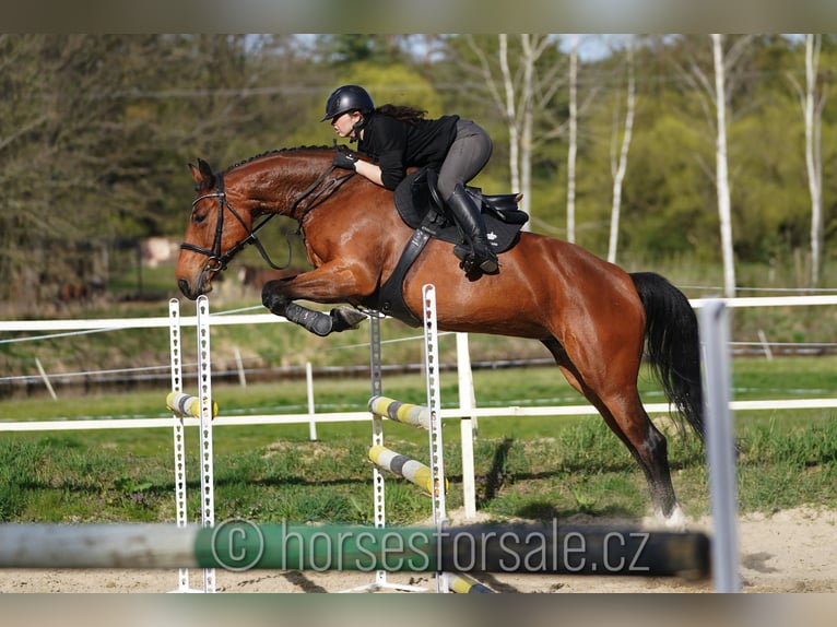 Oldenbourg Jument 7 Ans 169 cm Bai in Tabor