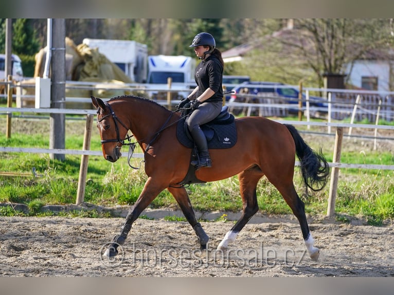 Oldenbourg Jument 7 Ans 169 cm Bai in Tabor