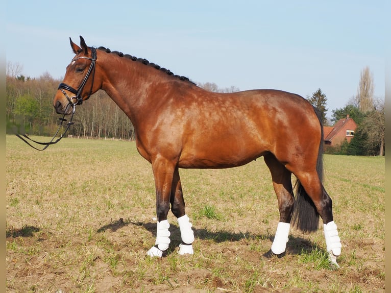 Oldenbourg Jument 7 Ans 169 cm Bai in Bramsche