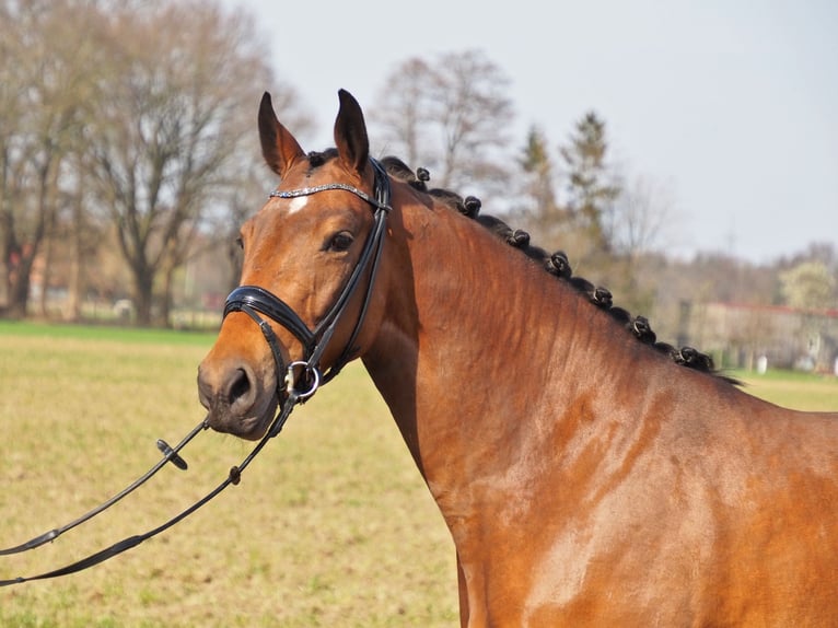 Oldenbourg Jument 7 Ans 169 cm Bai in Bramsche