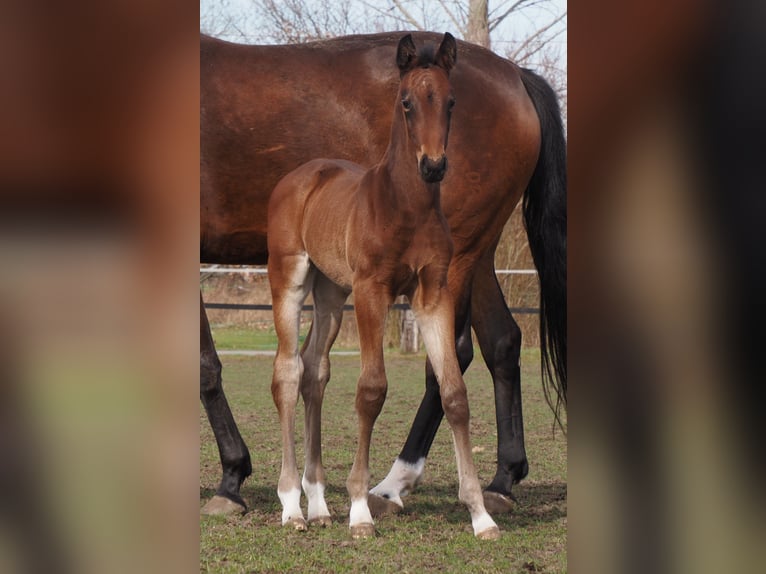 Oldenbourg Jument 7 Ans 169 cm Bai in Bramsche