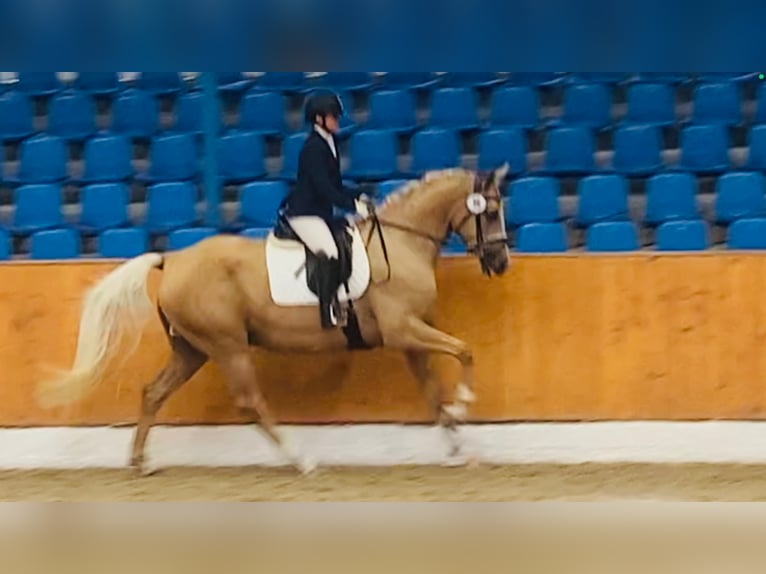 Oldenbourg Jument 7 Ans 169 cm Palomino in Sottrum