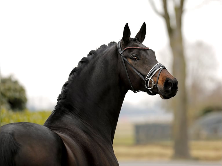 Oldenbourg Jument 7 Ans 170 cm Bai brun foncé in Vechta