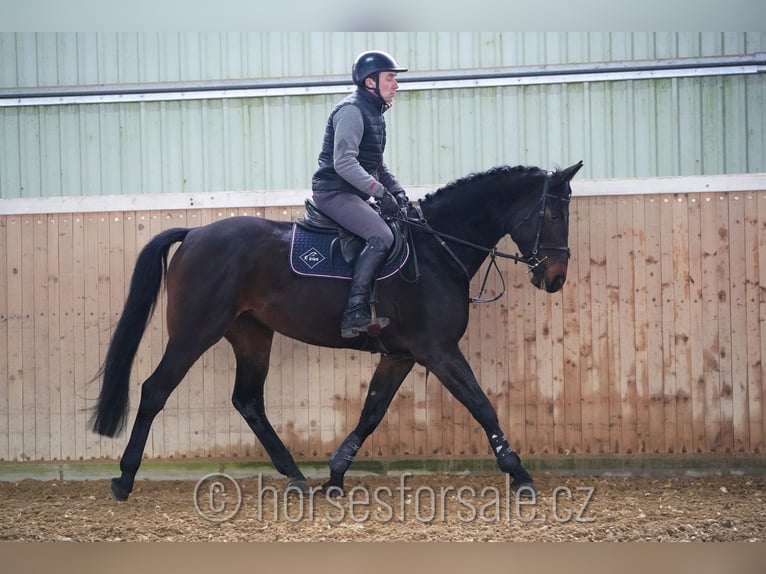 Oldenbourg Jument 7 Ans 170 cm Bai brun foncé in Ceske Budejovice