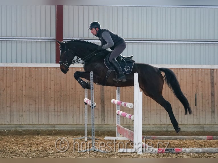 Oldenbourg Jument 7 Ans 170 cm Bai brun foncé in Ceske Budejovice