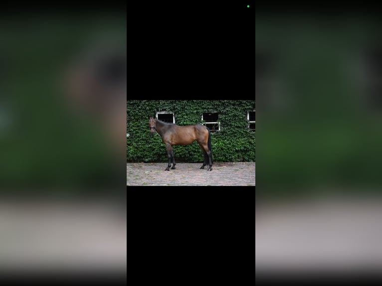 Oldenbourg Jument 7 Ans 170 cm Bai in Wildeshausen
