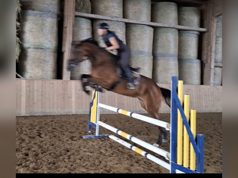 Oldenbourg Jument 7 Ans 170 cm Bai in Sch&#xF6;mberg