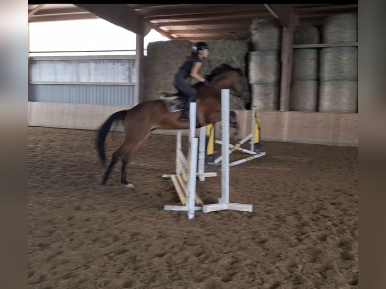 Oldenbourg Jument 7 Ans 170 cm Bai in Sch&#xF6;mberg