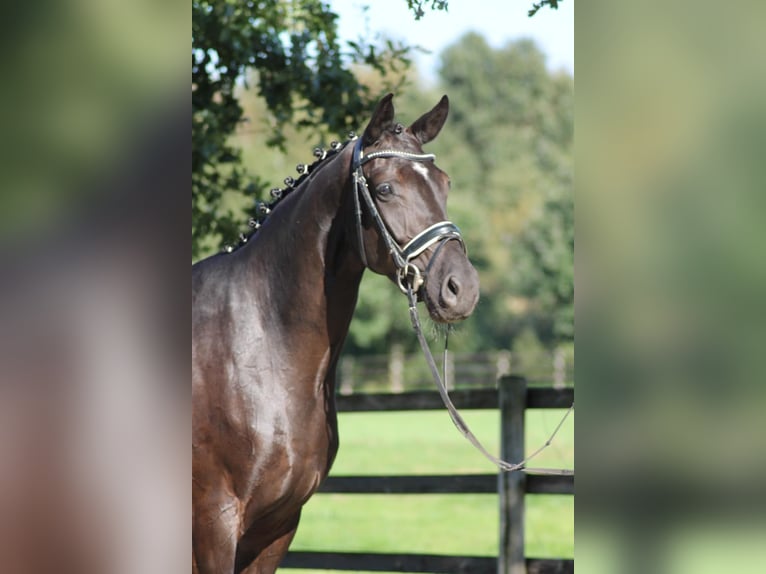 Oldenbourg Jument 7 Ans 170 cm Noir in Löningen