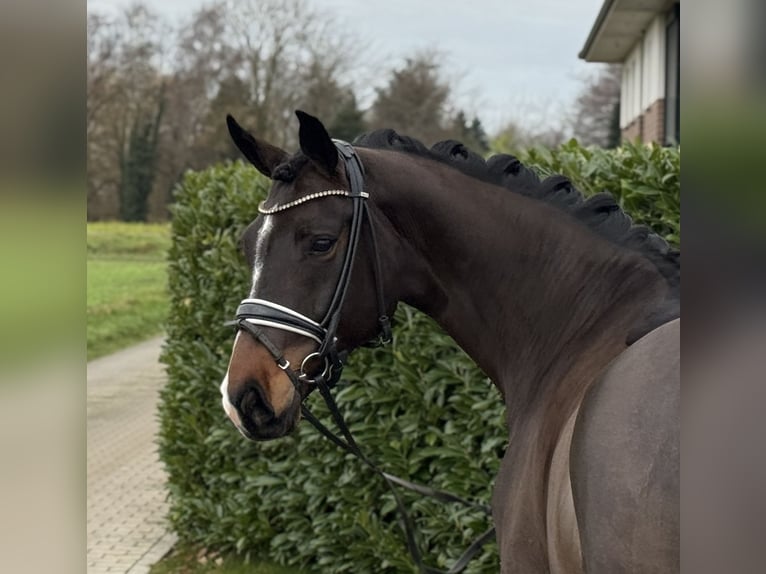 Oldenbourg Jument 7 Ans 171 cm Bai brun in Visbek