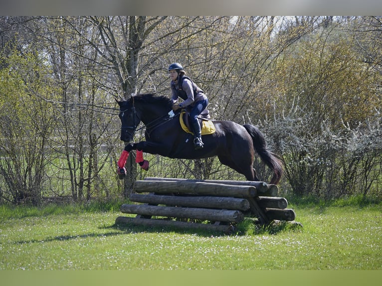 Oldenbourg Jument 7 Ans 172 cm Noir in M&#xFC;nchen