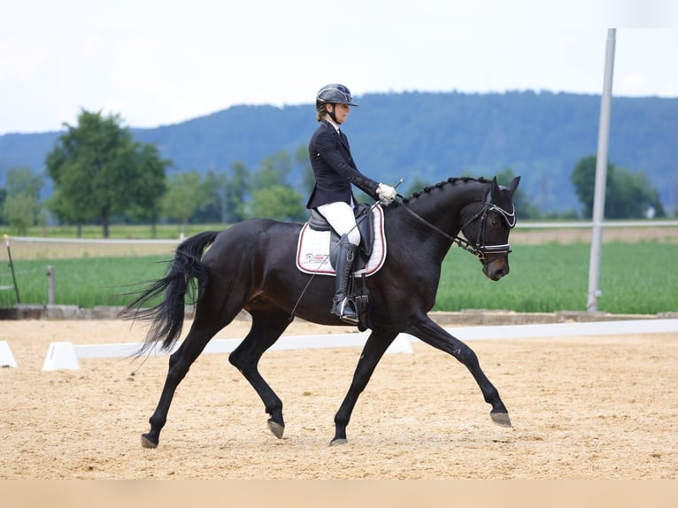 Oldenbourg Jument 7 Ans 172 cm Noir in Sankt Wolfgang