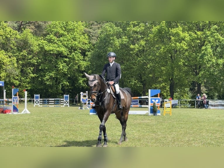 Oldenbourg Jument 7 Ans 173 cm Bai brun in Landesbergen