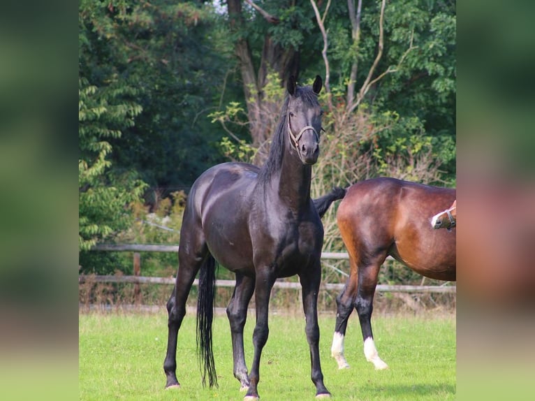 Oldenbourg Jument 7 Ans 174 cm Noir in Radeburg