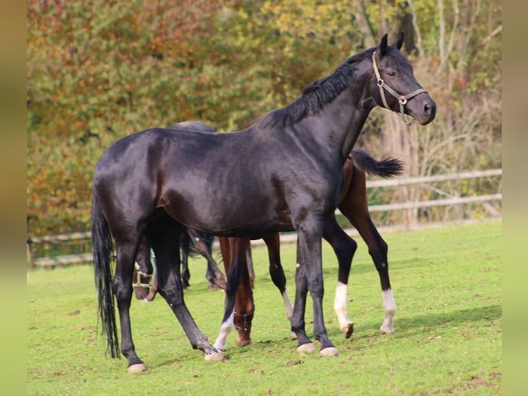 Oldenbourg Jument 7 Ans 174 cm Noir in Radeburg