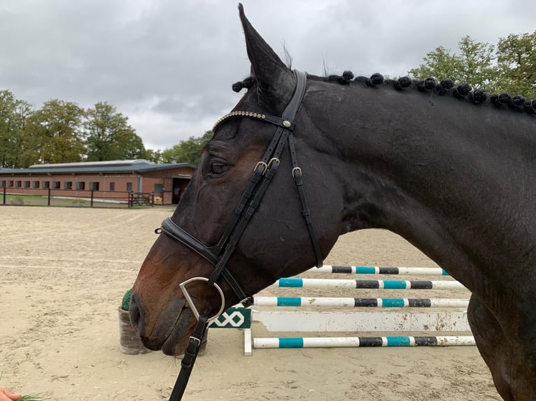 Oldenbourg Jument 7 Ans 175 cm  in Hasbergen