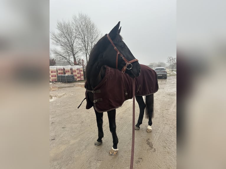 Oldenbourg Jument 7 Ans 177 cm Noir in Unterzögersdorf