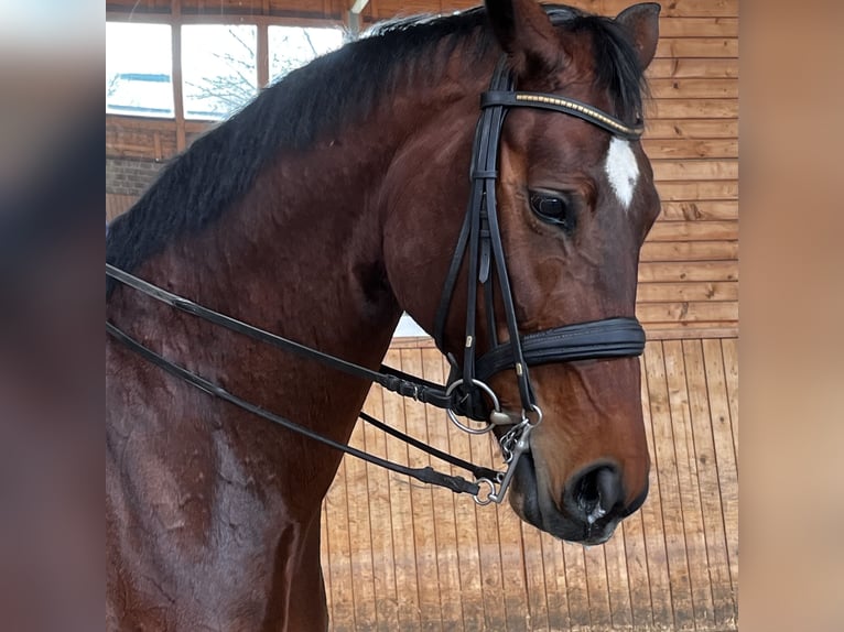 Oldenbourg Jument 7 Ans 178 cm Bai in Kronberg im Taunus