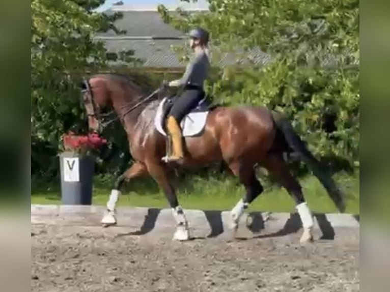 Oldenbourg Jument 7 Ans 178 cm Bai in Kronberg im Taunus