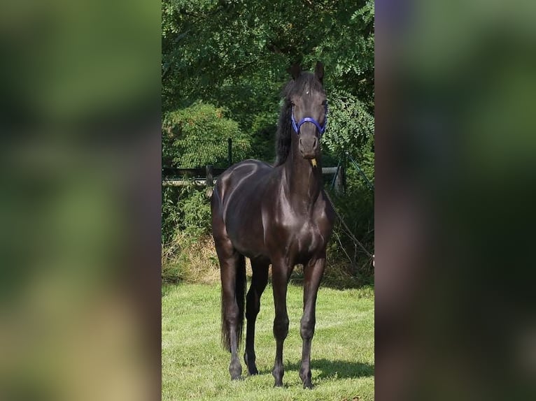 Oldenbourg Jument 7 Ans 178 cm Noir in St.Nikolai im Sausal