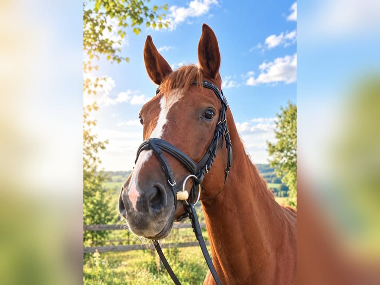 Oldenbourg Jument 7 Ans Alezan in Haldensleben