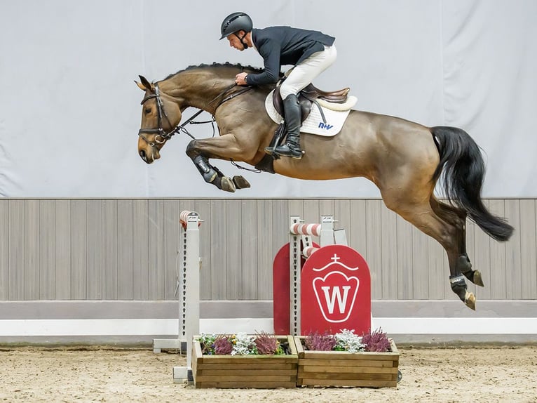 Oldenbourg Jument 7 Ans Bai in Münster-Handorf