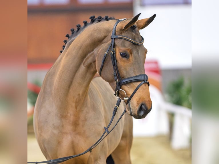 Oldenbourg Jument 7 Ans Bai in Münster-Handorf