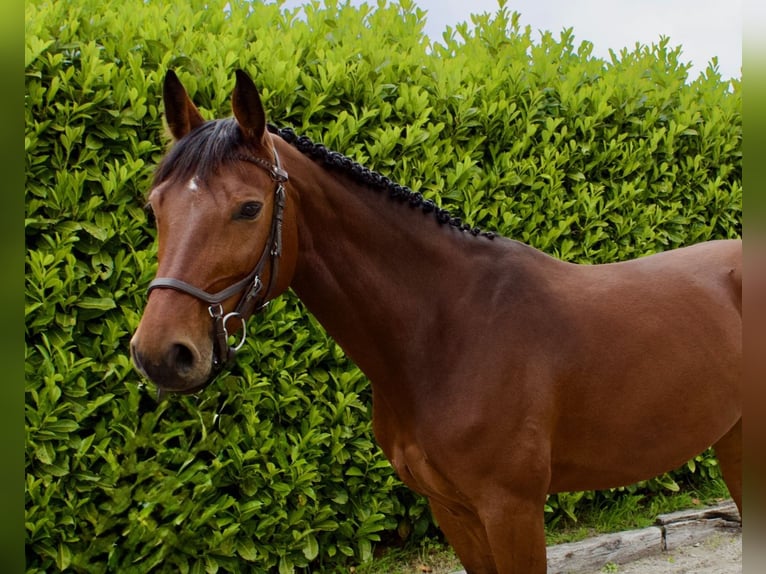 Oldenbourg Jument 7 Ans Bai in Tönisvorst