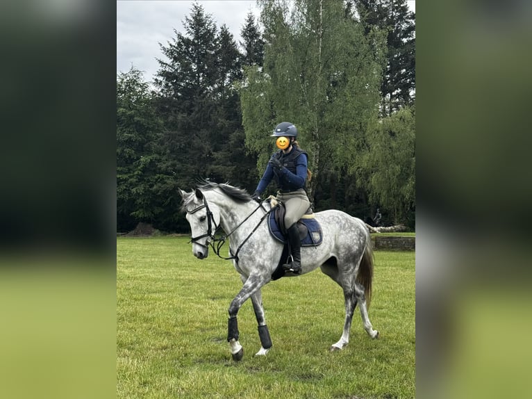 Oldenbourg Jument 8 Ans 160 cm Gris pommelé in Wardenburg