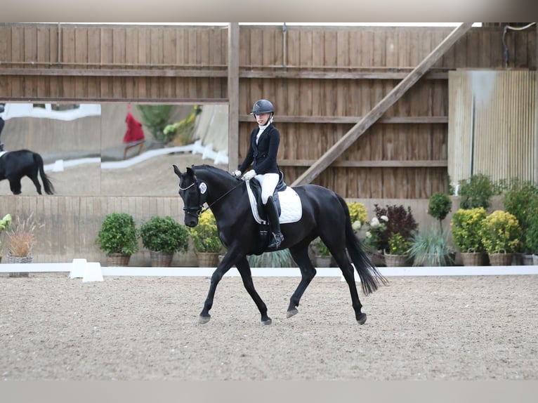 Oldenbourg Jument 8 Ans 161 cm Noir in Hamburg Osdorf