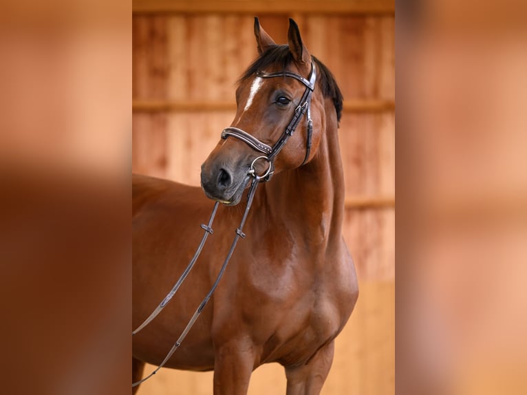 Oldenbourg Jument 8 Ans 162 cm Bai in Bergheim