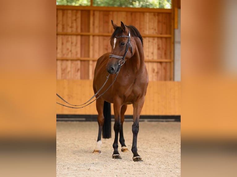 Oldenbourg Jument 8 Ans 162 cm Bai in Bergheim