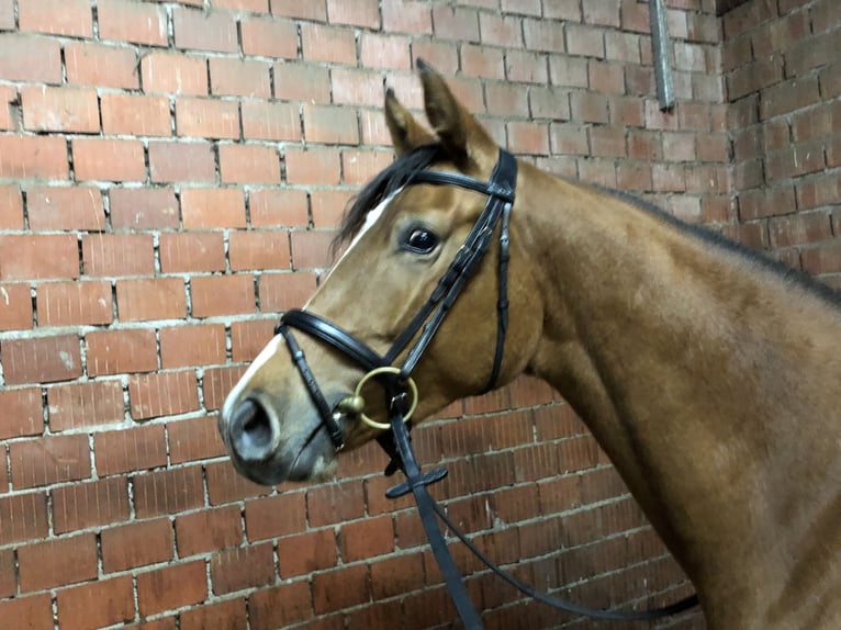 Oldenbourg Jument 8 Ans 162 cm Bai in Hamminkeln