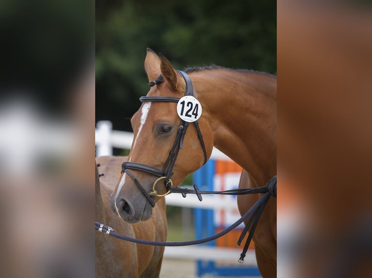 Oldenbourg Jument 8 Ans 162 cm Bai in Hamminkeln