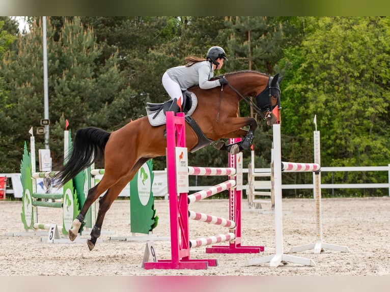 Oldenbourg Jument 8 Ans 163 cm Bai cerise in Podkowa Leśna