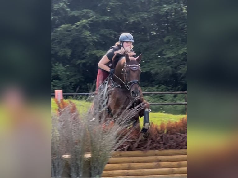 Oldenbourg Jument 8 Ans 164 cm Alezan in M&#xFC;nster