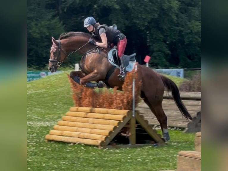 Oldenbourg Jument 8 Ans 164 cm Alezan in M&#xFC;nster