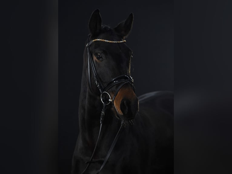 Oldenbourg Jument 8 Ans 164 cm Bai brun in Saarlouis