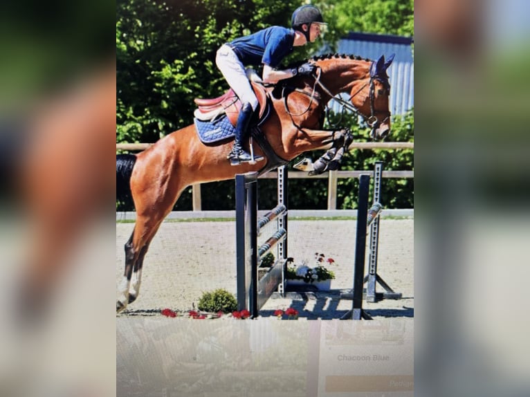 Oldenbourg Jument 8 Ans 164 cm Bai in Bocholtz