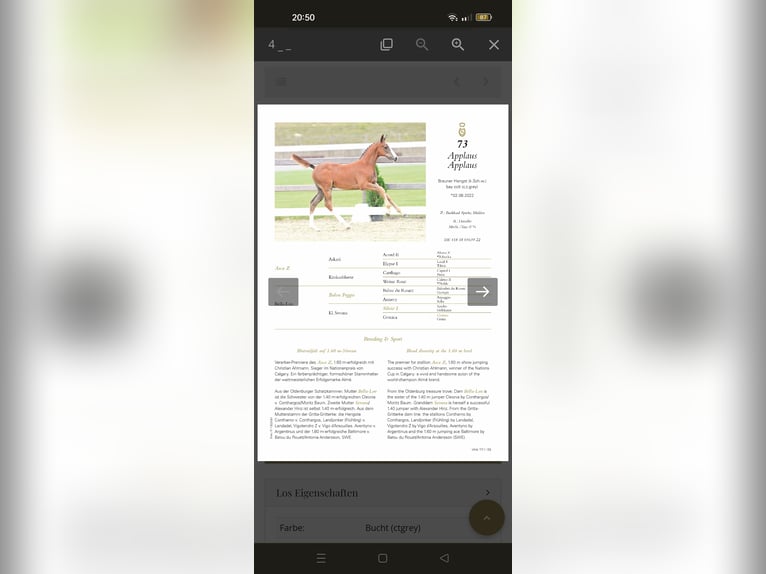 Oldenbourg Jument 8 Ans 164 cm Bai in Steinfeld (Oldenburg)