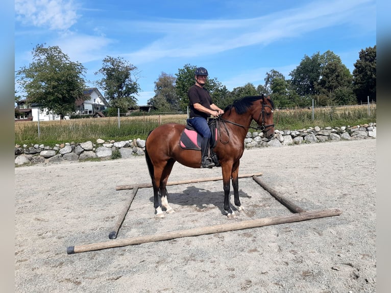 Oldenbourg Jument 8 Ans 164 cm Bai in Grünkraut