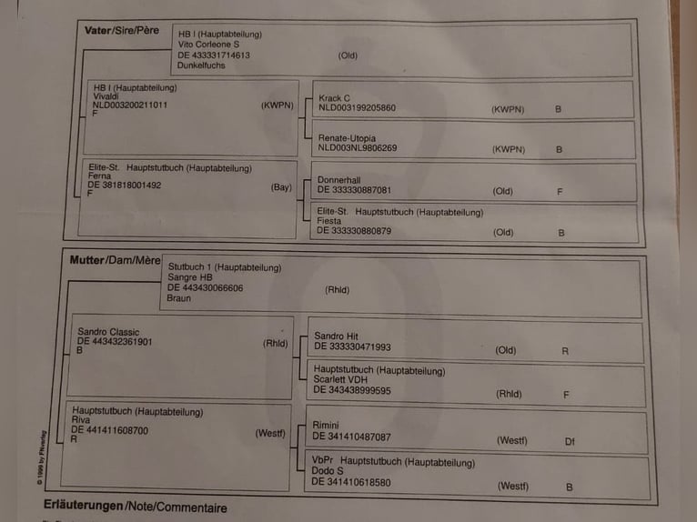 Oldenbourg Jument 8 Ans 165 cm Alezan brûlé in Essen