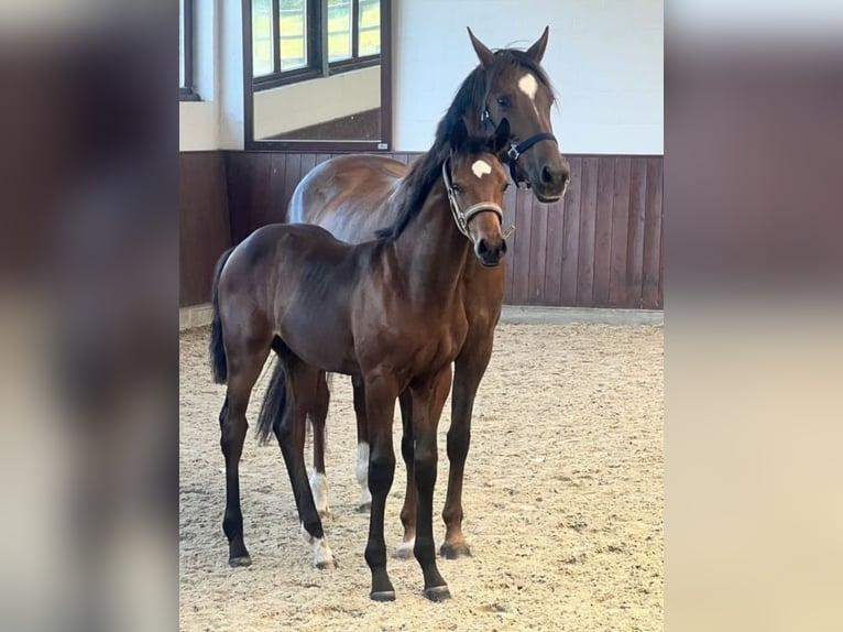 Oldenbourg Jument 8 Ans 165 cm Alezan brûlé in Essen