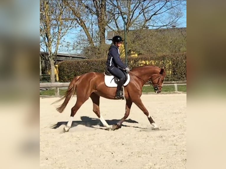 Oldenbourg Jument 8 Ans 165 cm Alezan in Bonn Niederholtorf