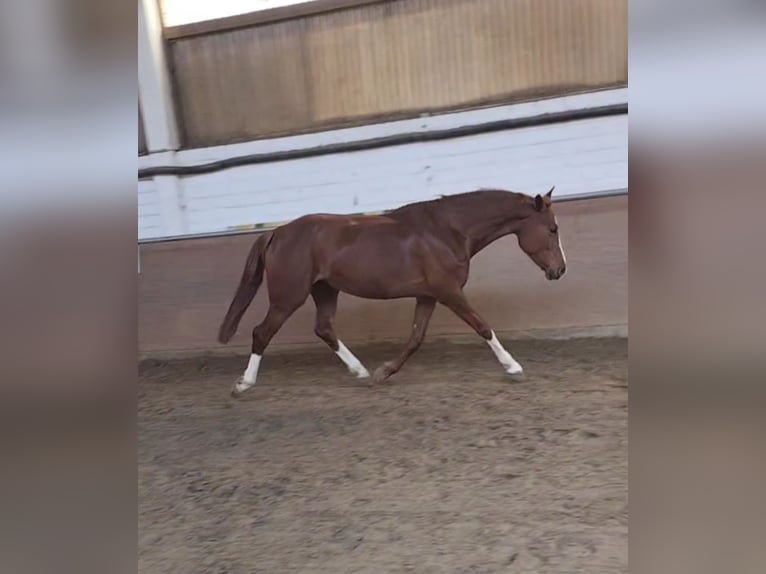 Oldenbourg Jument 8 Ans 165 cm Alezan in Bonn Niederholtorf